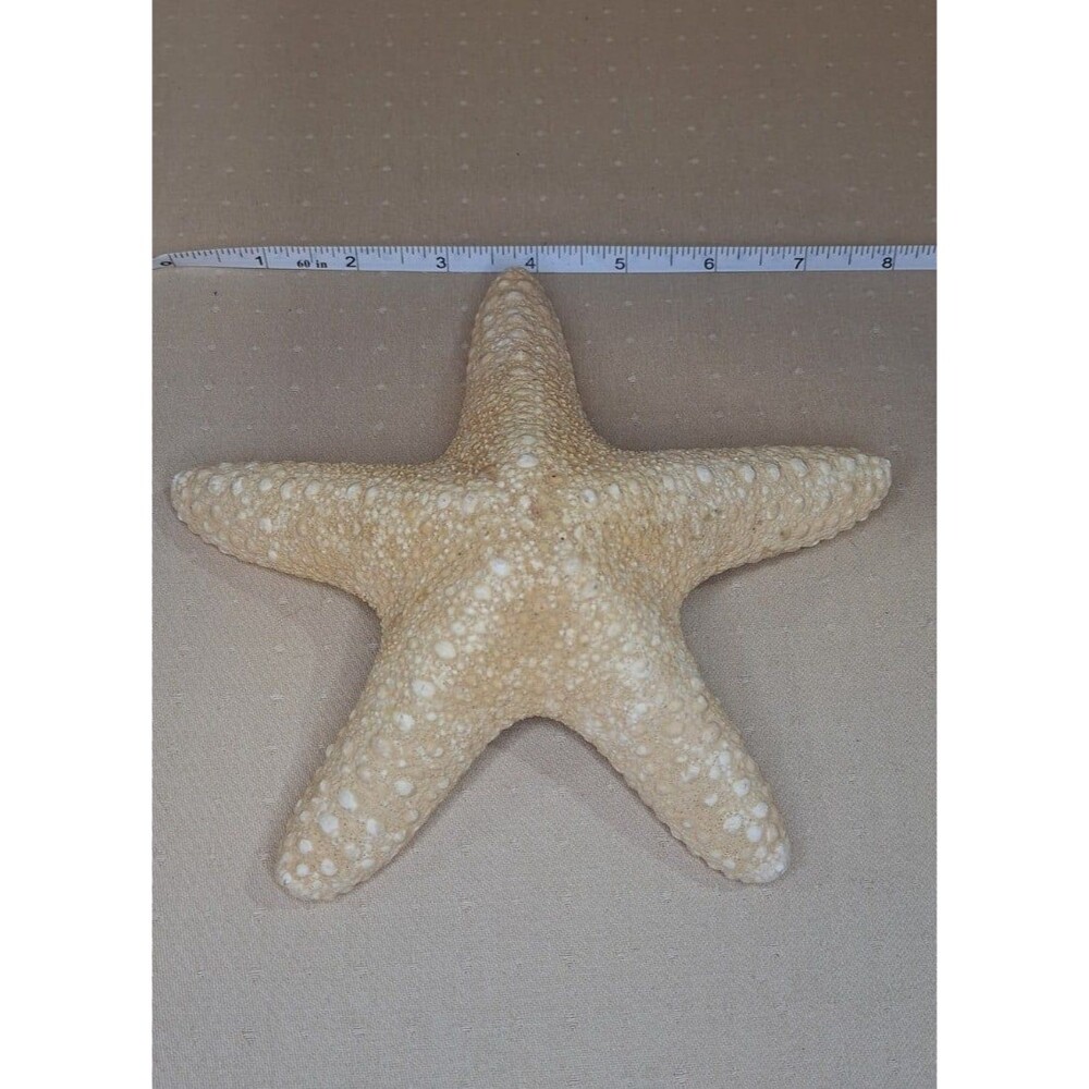 Large Natural Dried Starfish 8" Ocean Nautical Decor Collector